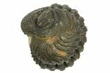 Wide Enrolled Morocops Trilobite - Morocco #323230-1
